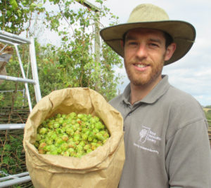 Matthew Oliver with the harvested hops.